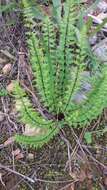 Imagem de Cheilanthes hastata (L. fil.) Kunze