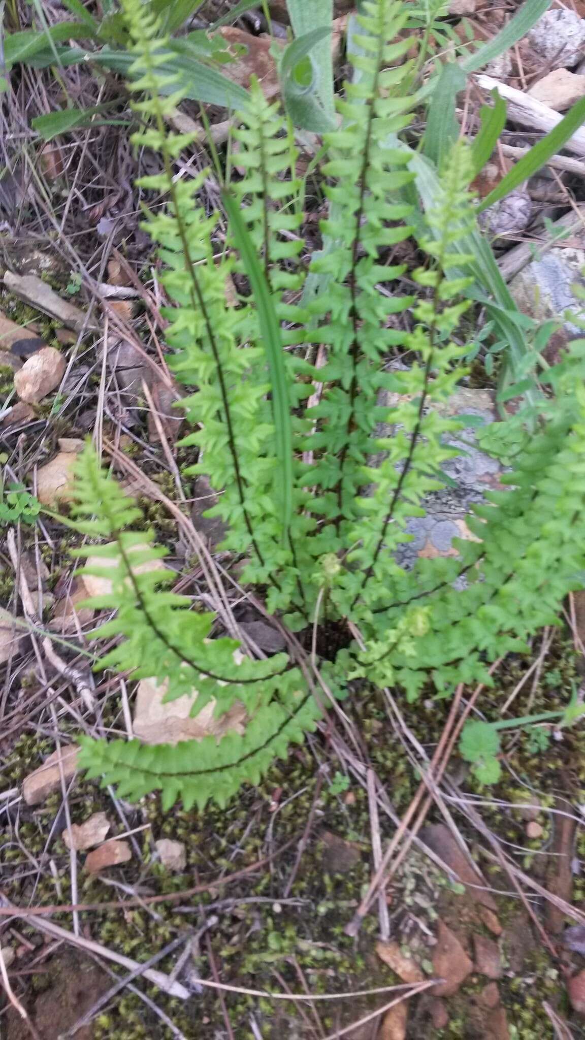 Слика од Cheilanthes hastata (L. fil.) Kunze