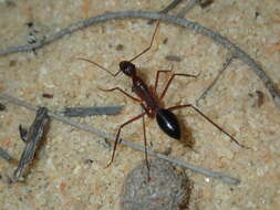 Image of Camponotus rufus Crawley 1925