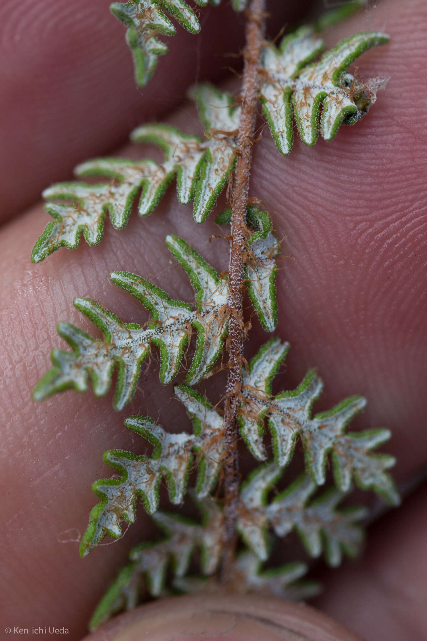 Image of Gray's cloak fern