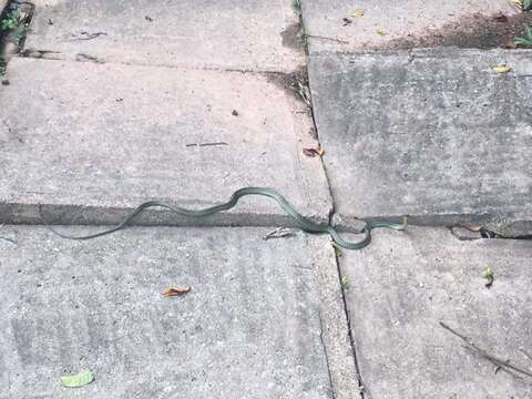 Image of Garden Flying Snake