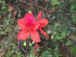 Plancia ëd Rhododendron simsii Planch.