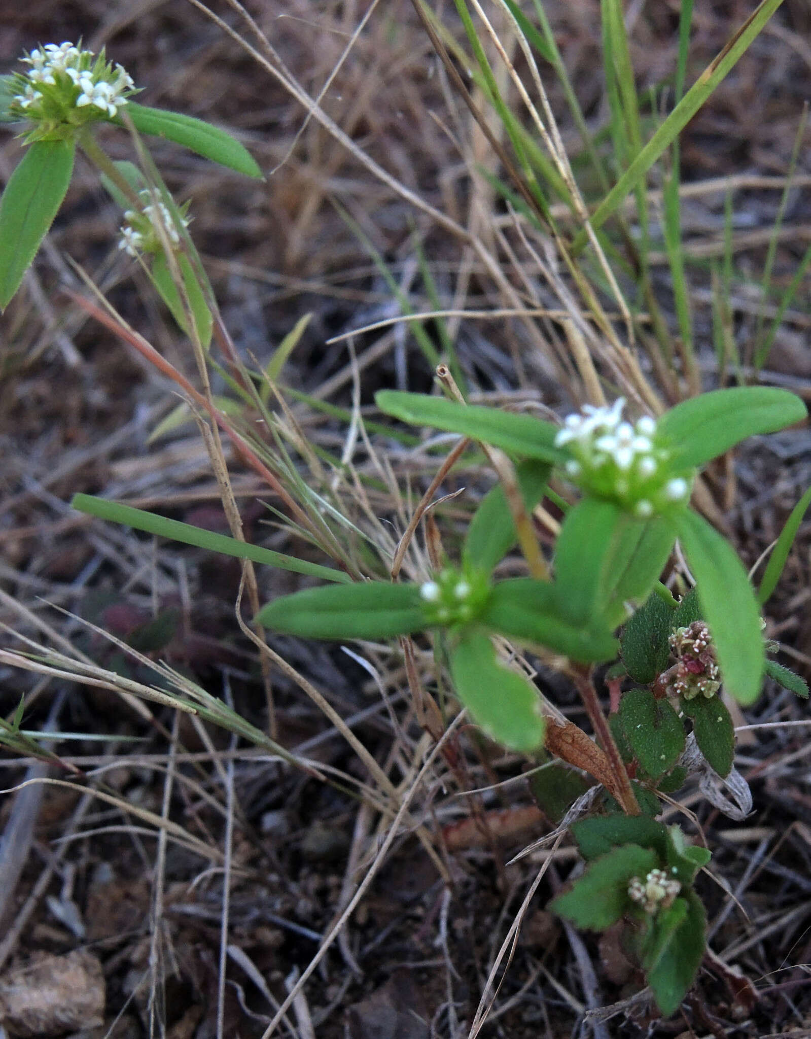 Image of Slender False Buttonweed