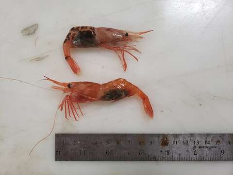 Image of Aesop shrimp