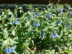 Image of aspen bluebells