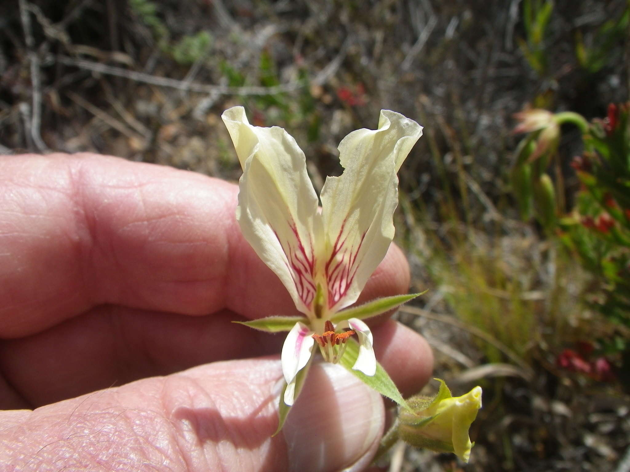 Image of Pelargonium longicaule var. angustipetalum D. A. Boucher