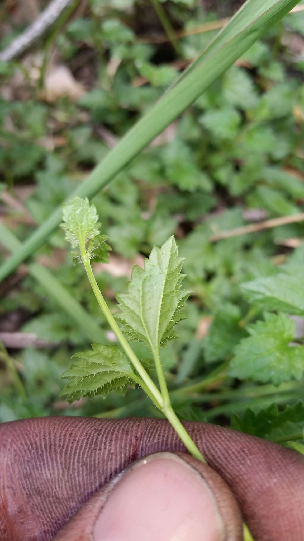 Image of Speedwell