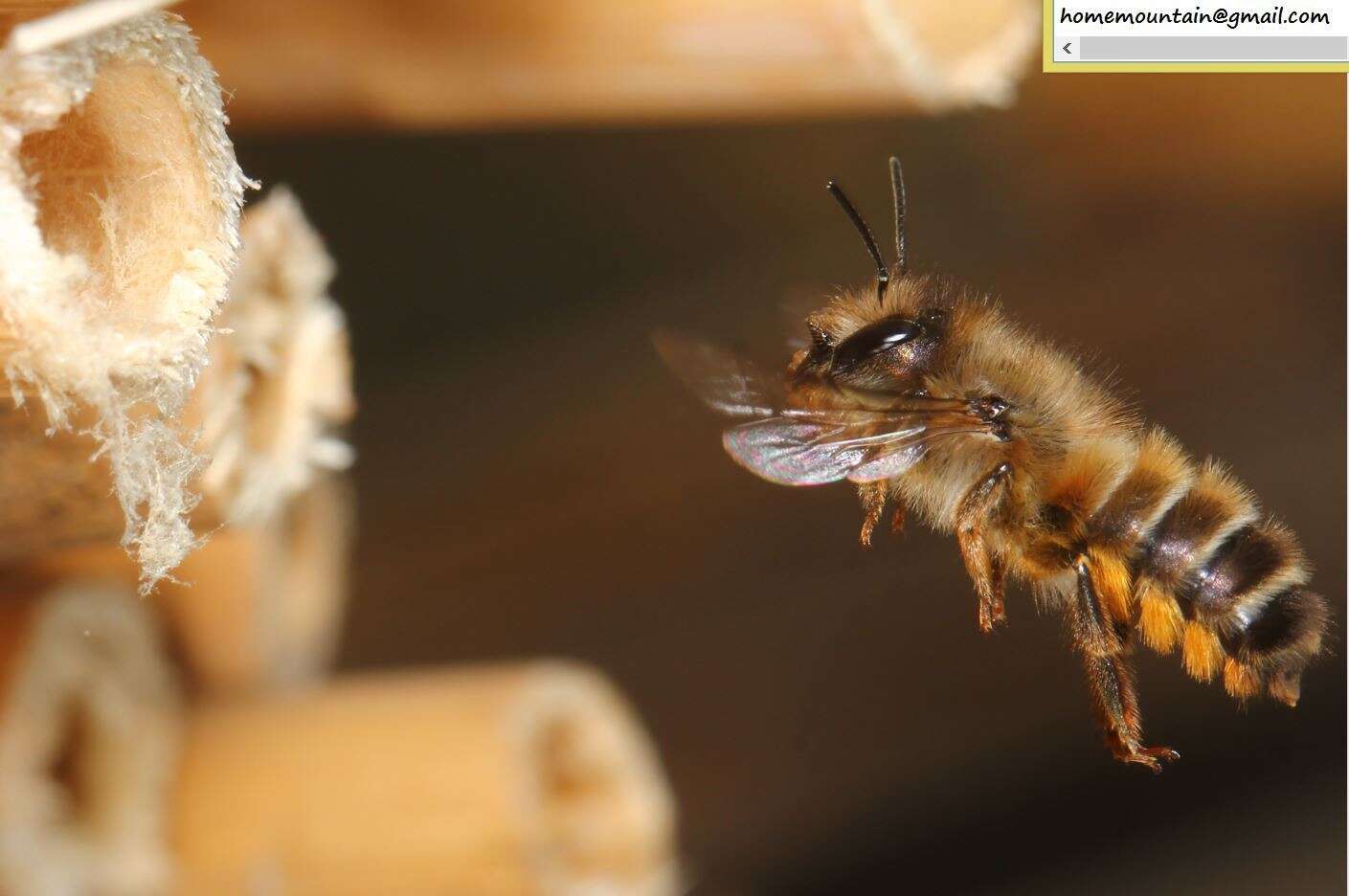 Image of Osmia excavata Alfken 1903