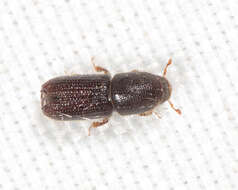 Image of Orthotomicus caelatus Wood & Bright 1992