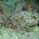 Image of Spotfin scorpionfish