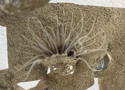 Image of American tube-dwelling anemone