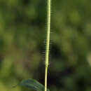 Panicum leibergii (Vasey) Scribn. resmi