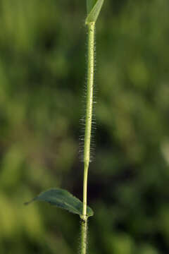 Image of Leiberg's Rosette Grass