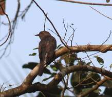 Image of Grey-bellied Cuckoo