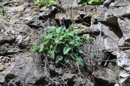 Image de Phacelia nemoralis Greene