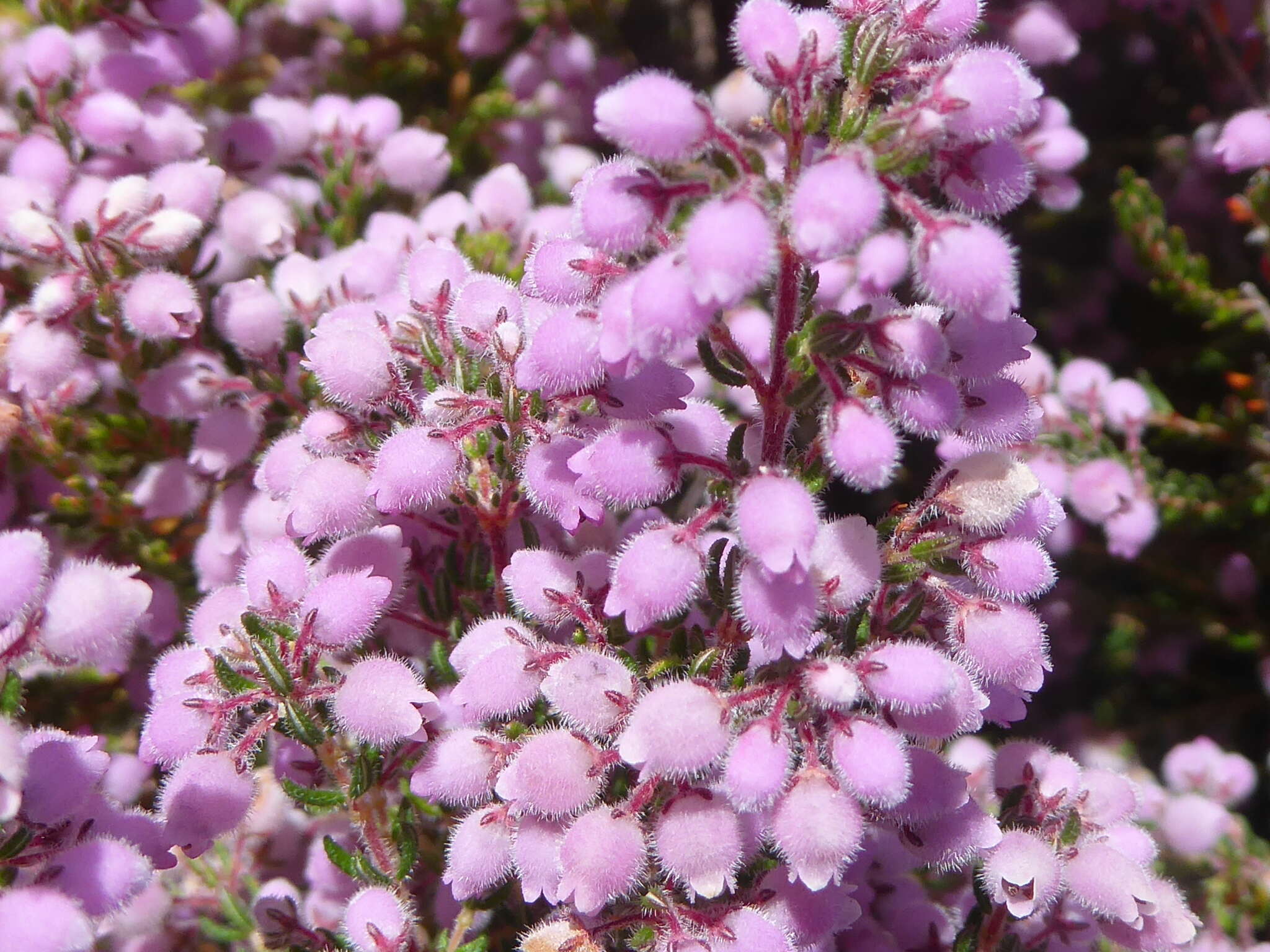 Image of Erica hirtiflora Curt.