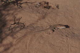 Image of Golden Fringe-fingered Lizard