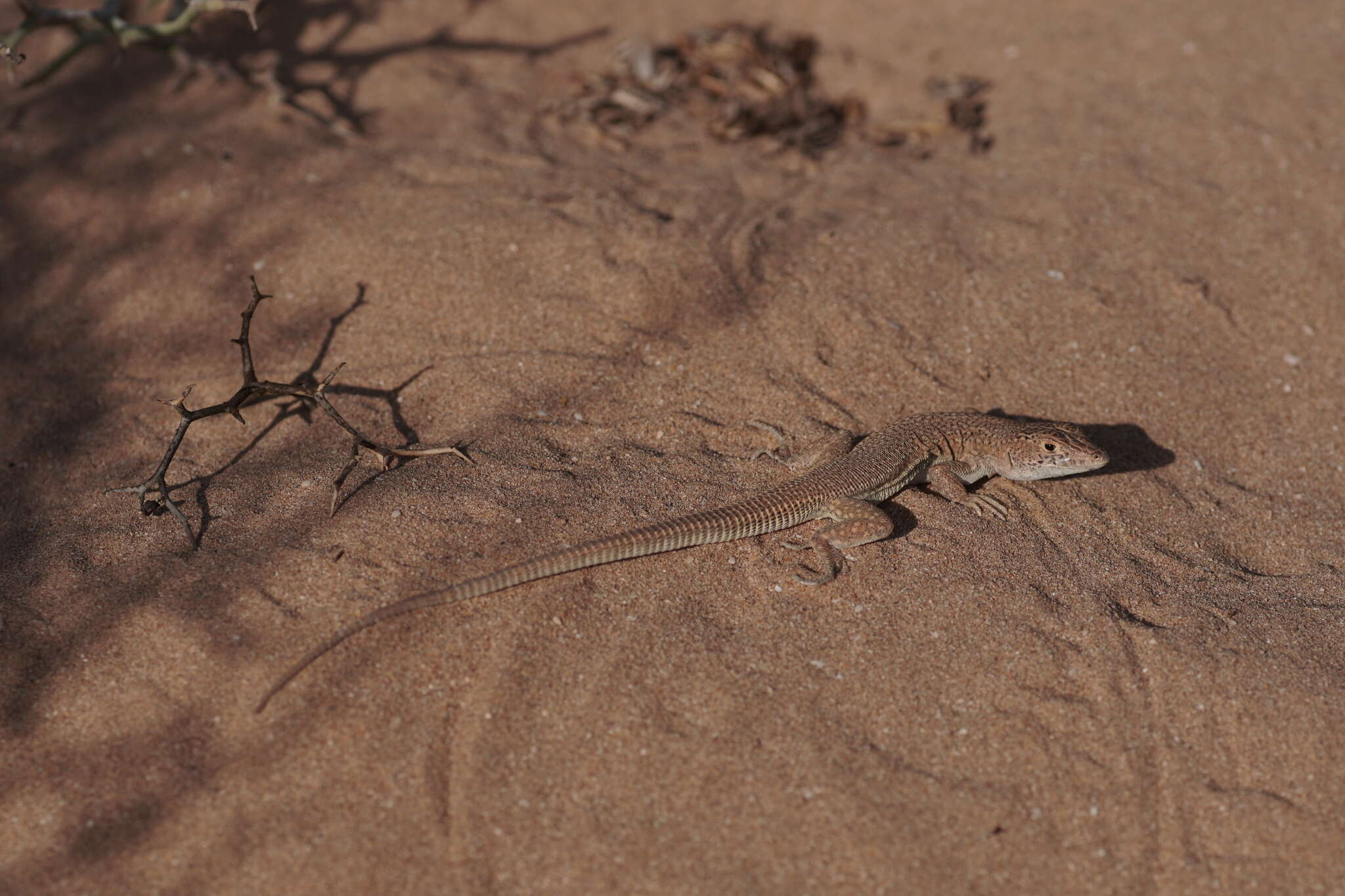 Image of Golden Fringe-fingered Lizard