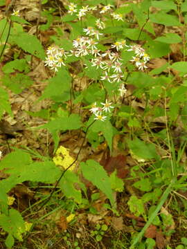 Image of white wood aster