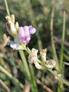 Image of Oxytropis glabra DC.