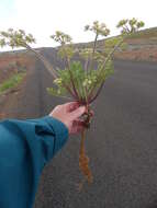 Image of bigseed biscuitroot