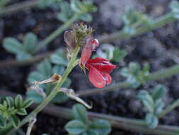 Indigofera glaucescens Eckl. & Zeyh.的圖片