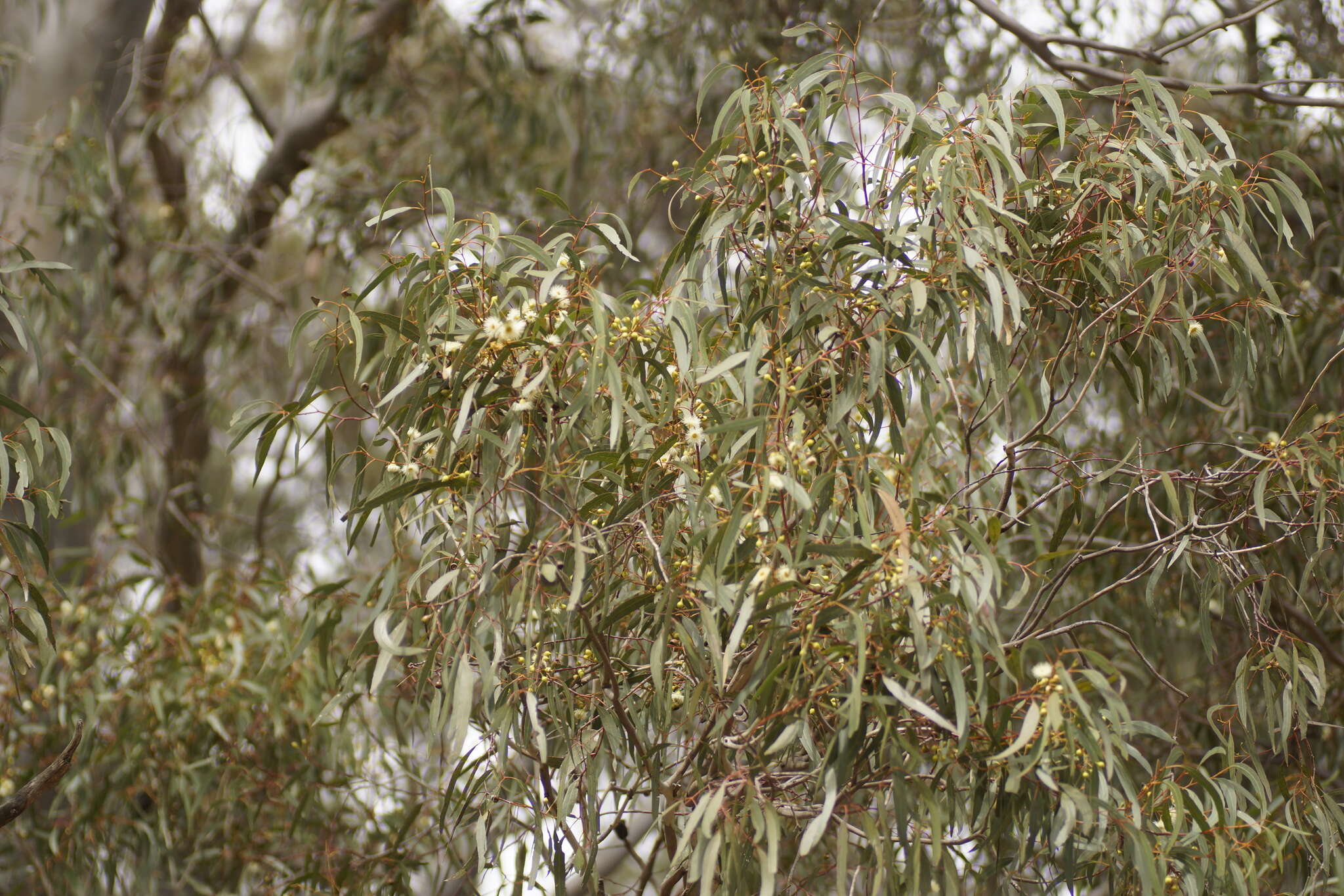 Image de Eucalyptus leucoxylon subsp. connata K. Rule