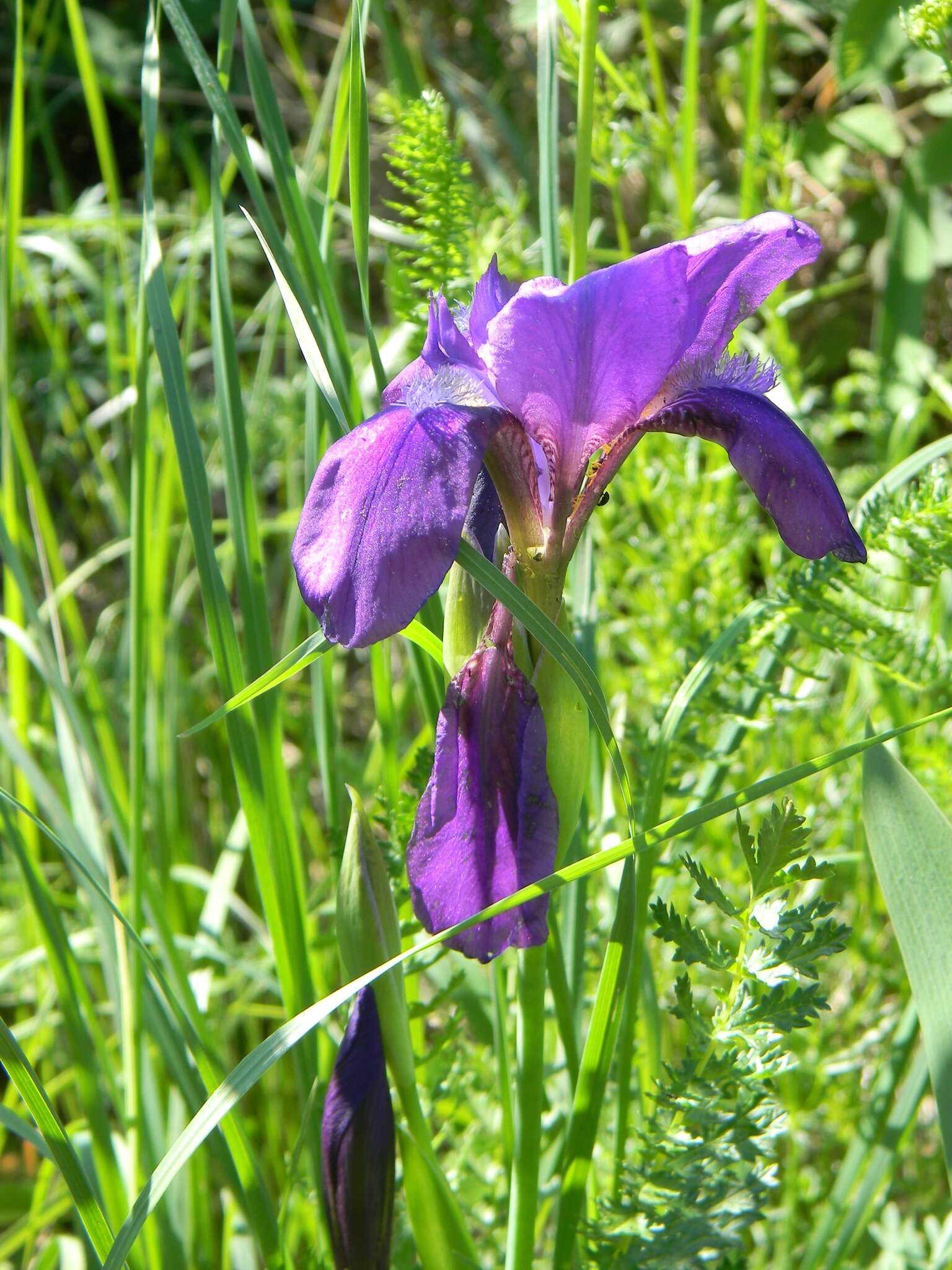 Image of stool iris