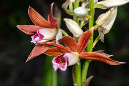 Image of Phaius australis F. Muell.