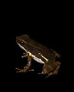 Image of Panama rocket frog