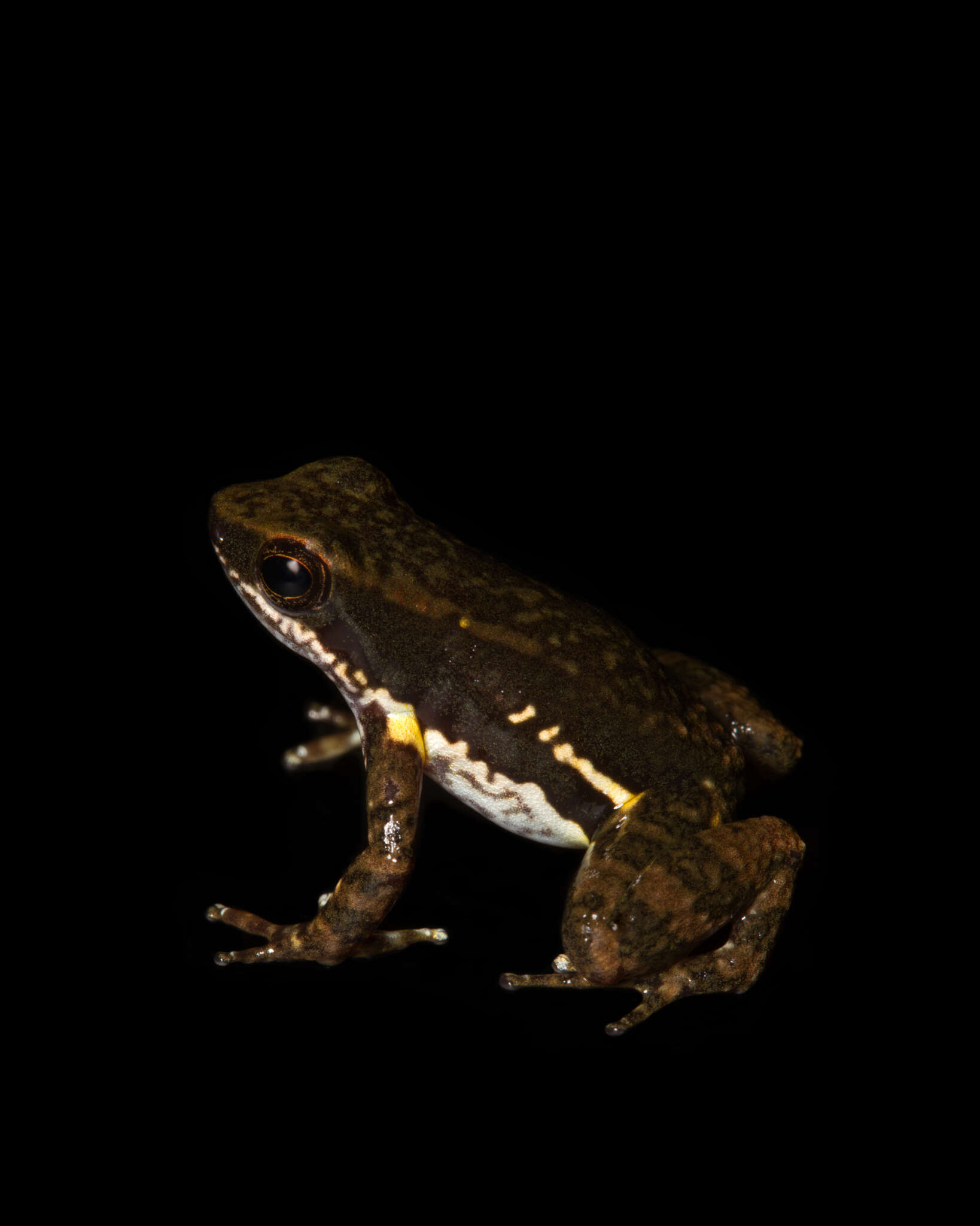 Image of Panama rocket frog