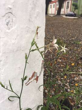 Image of longflower tobacco