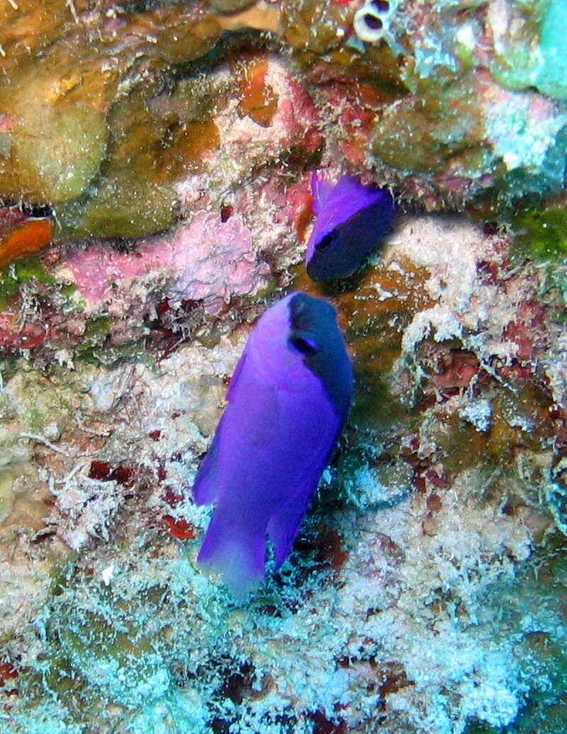 Image of Blackcap Basslet