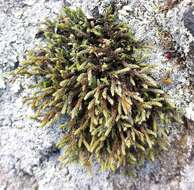 Image of Ciliate Hedwigia Moss