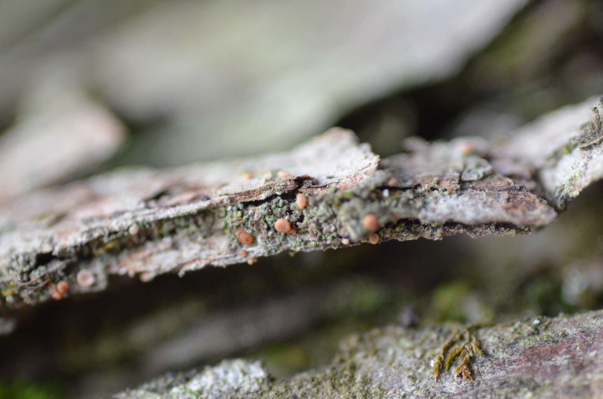 Image of dotted lichen