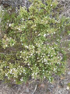 Sivun Darwinia diosmoides (DC.) Benth. kuva