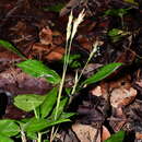 Plancia ëd Froesiochloa boutelouoides G. A. Black