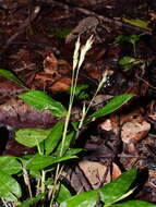 Image de Froesiochloa boutelouoides G. A. Black