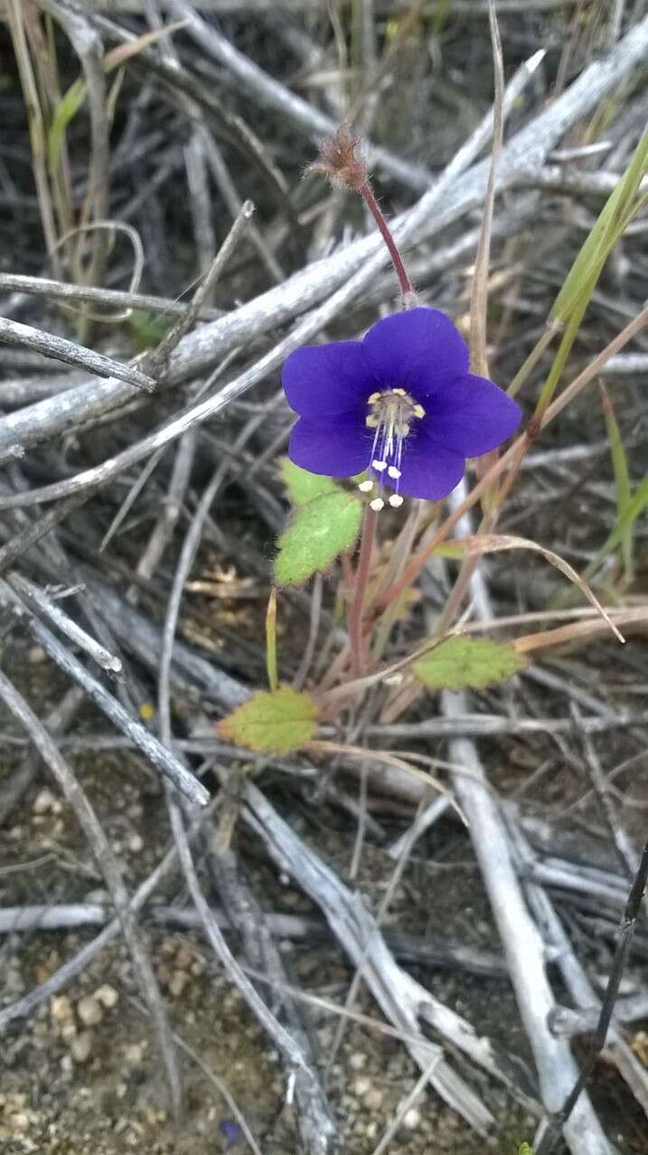 Image of Parry's phacelia