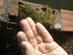 Image of Translucent Stonewort