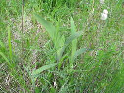 Image of stool iris