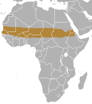 Image of African Sand Fox