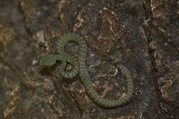 Image de Trimeresurus kuiburi