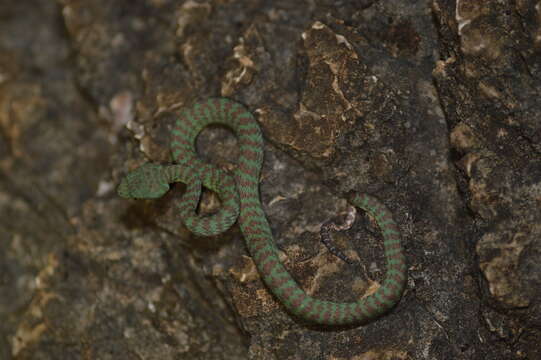 Слика од Trimeresurus kuiburi