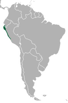 Image of Sechuran fox
