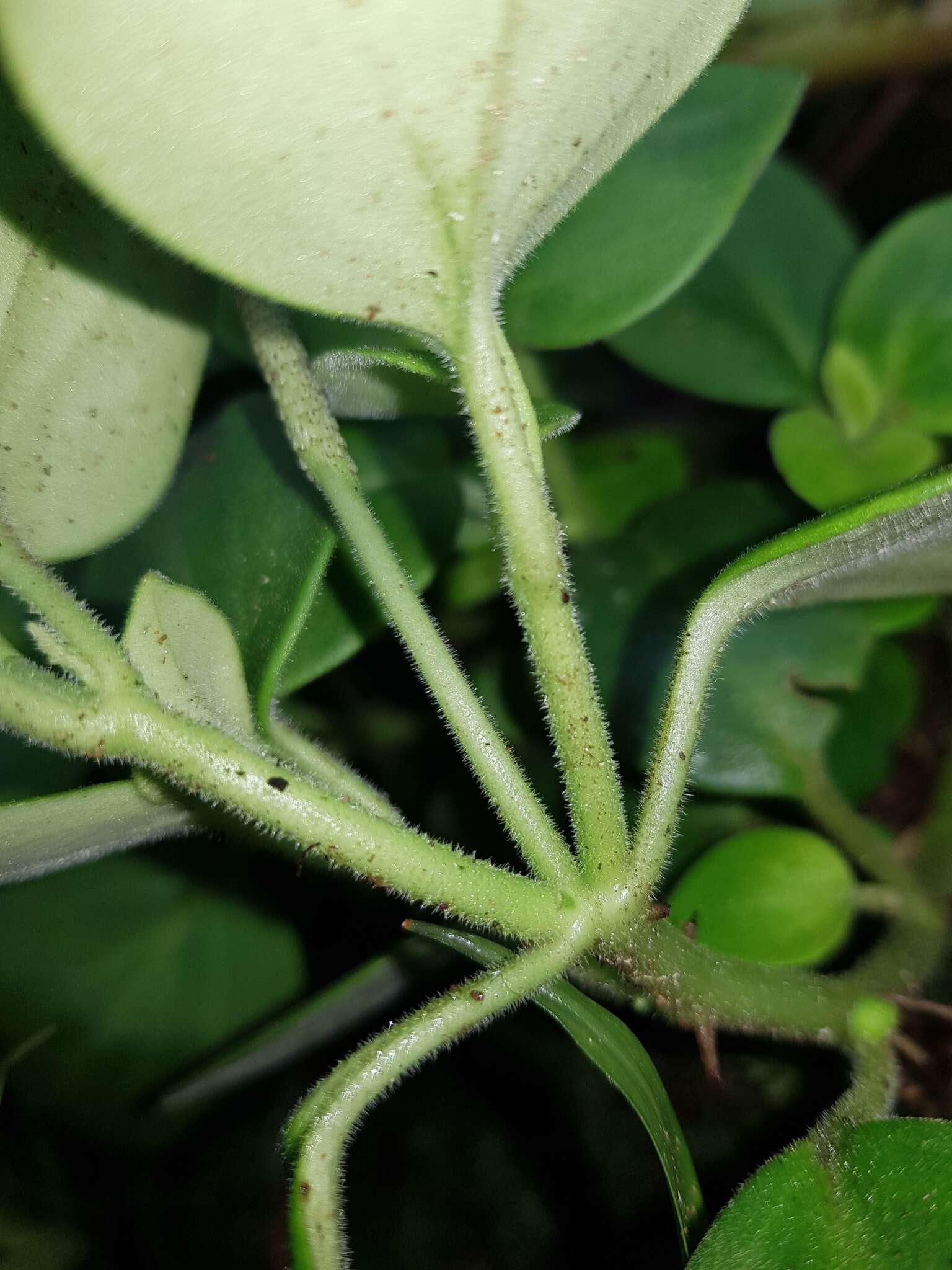 Image of Peperomia hirta C. DC.