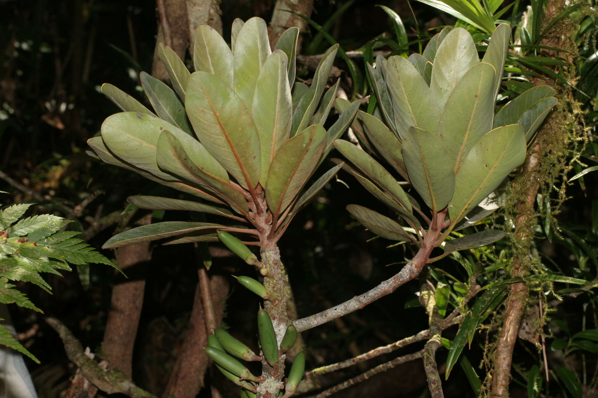 Image of Pycnandra cylindricarpa Swenson & Munzinger