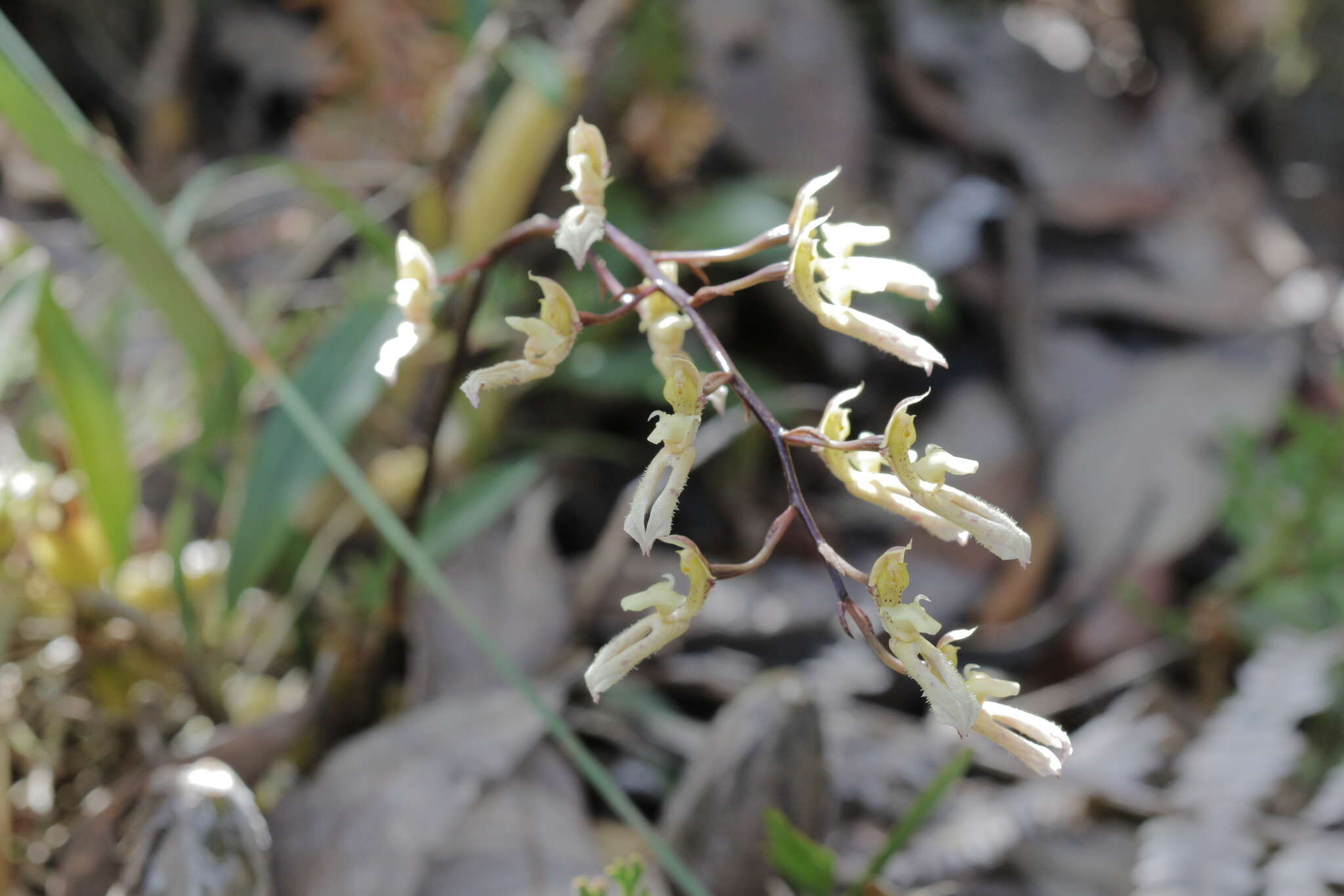 Image of Bulbophyllum crabro (C. S. P. Parish & Rchb. fil.) J. J. Verm., Schuit. & de Vogel