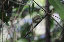 Image of Scale-crested Pygmy Tyrant