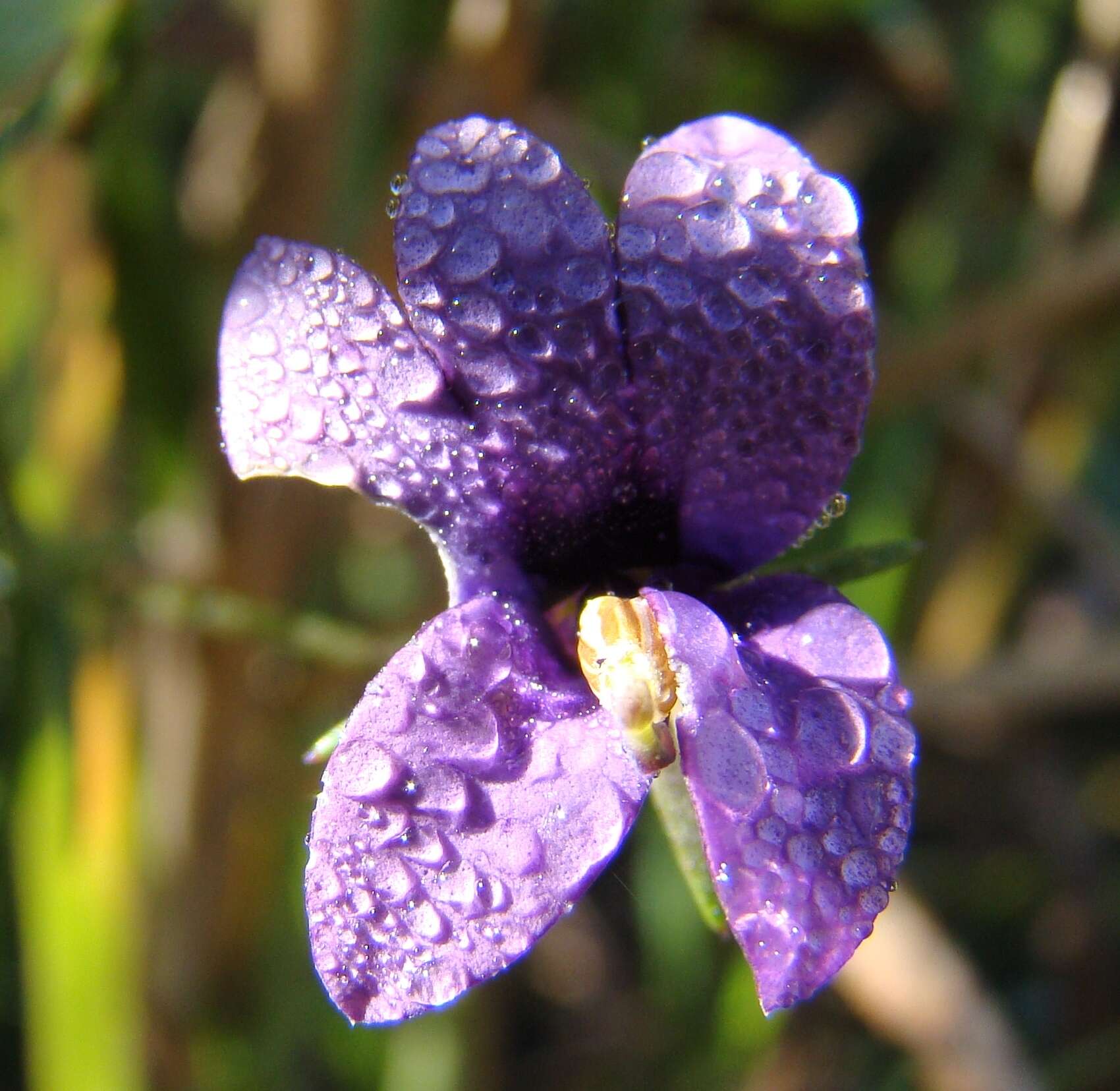 Image of Monopsis unidentata subsp. unidentata